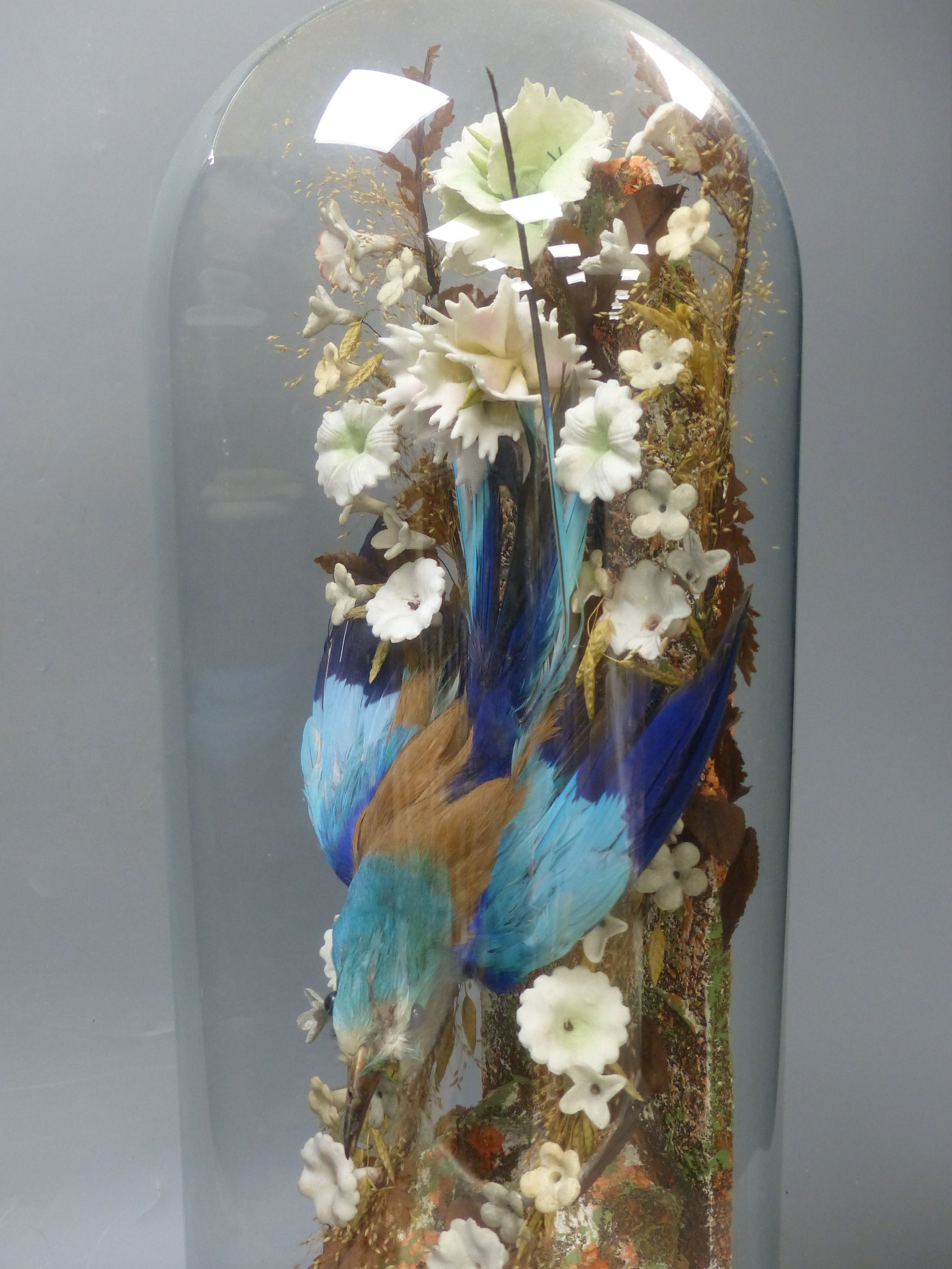 A Victorian taxidermic Blue Jay, under dome, overall 54cm